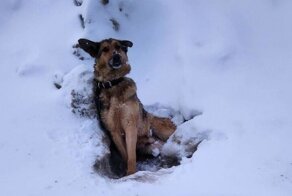Под Калугой добрые люди избавили собаку от смерти неминучей, освободив от оков ледяной неволи