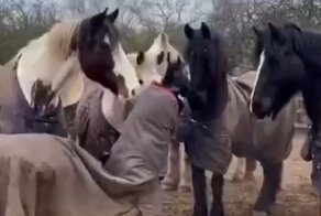 Лошади быстро разоблачили самозванца