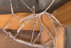 Женщина сняла на видео как линяет гигантский палочник