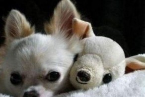 Зверушки с плюшевыми игрушками (19 фото)