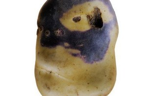 Как выглядит картофель в Перу и Боливии (19 фото)