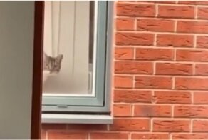 Вы обнаружены: любопытный кот следит за соседом