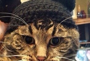Коты и забавные подписи