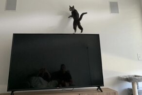 15 котеек, которые умудрились нарушить почти все существующие законы природы