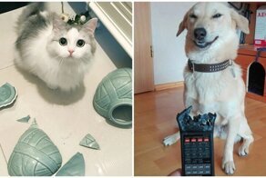 Нет, не стыдно: 35 питомцев, которых поймали на наглых преступлениях