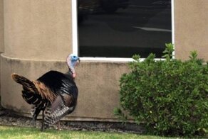 В Калифорнии индюк разгромил стоматологический кабинет