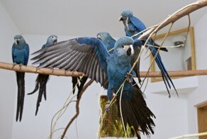 Голубой ара: Уничтожен человеком, но может спастись только благодаря ему. Как живёт птица из мультика «Рио»?