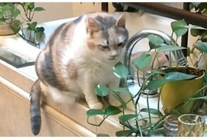 Кошка притворяется, что ест запрещенные растения