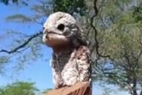 Миролюбиво прикидываясь бревном, «птица-призрак» раззявила пасть и испугала женщину