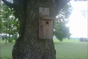 Странный житель скворечника (3 фото)