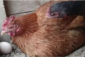 Курица, совсем за своими детьми не смотришь!