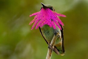 Яркие, как горстка самоцветов: самые красивые виды колибри