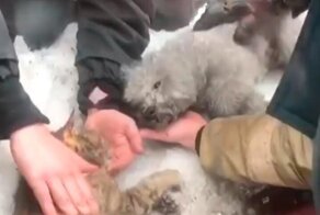 В Подмосковье пожарные успели спасти угоревших в задымлении животных: видео