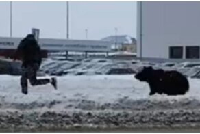 Противостояние человека и медведя в Нижневартовске