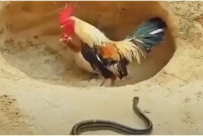 Как петух курицу предать решил