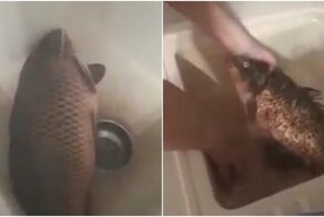 Как быстро очистить рыбу от чешуи