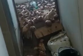 Когда не повезло с квартирантами: женщина пришла в ужас, увидев, что ее дом превратили в хлев