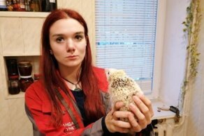 В Киеве, чтобы спасти ежа, без отопления пришлось оставить весь подъезд