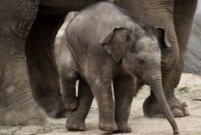 Слоники (100 фото)