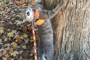 15 забавных морд, фотографии которых немного не удались