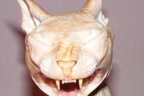 "Красота - это страшная сила"