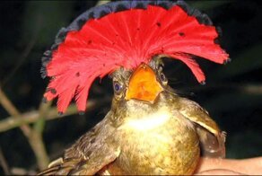 Венценосный мухоед: Рим пал, а центурионы остались. Образ жизни «королевского воробья»