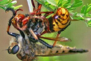 Гигантский ктырь: Элита боевой авиации среди насекомых. Охотник на шершней и ос