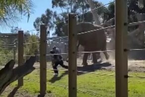 Мужчина залез вместе с дочкой в вольер к слону