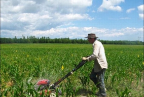 Зачем ему газонокосилка на кукурузном поле? (5 фото)