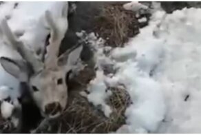 Спасение провалившегося оленя