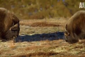 Просто гифки, всякие и разные