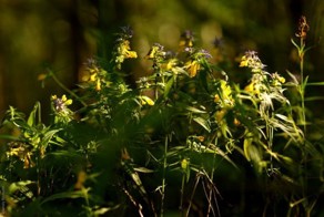 Подмосковный лес летом (15 Фото)