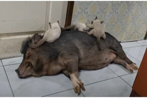 Акуна матата: котята играют на спящем поросенке