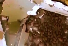 Белки спрятали несколько килограммов орехов в стене дома