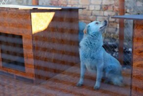 Синим собакам из Дзержинска нашли работу