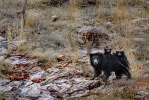 Медведица защищает своих детей от тигра (12 фото)