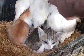Курица усыновила 3 осиротевших котят