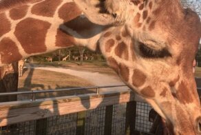 Классные качели! Жираф поднял мальчика