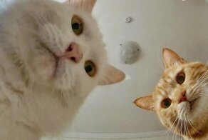 «Наташ, мы всё&nbsp;уронили»: автор мема про котов решила зарегистрировать товарный знак