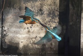 Фотограф запечатлел 10-секундный поединок зимородков