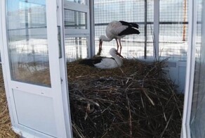 В Рязанском доме белого аиста нелетная пара  отложила яйца на месяц раньше своих сородичей