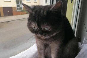 Люди обходили стороной угрюмую кошку, которая всего лишь хотела любви
