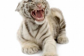 Классные портреты животных (20 фото)