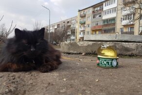 Красивые и колоритные котики