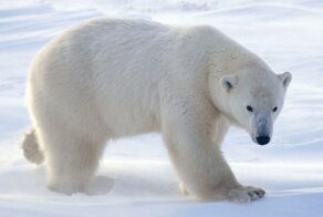 В Якутии водитель заметил на дороге белого медведя