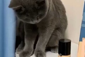 Кошки-разрушители: подборка самых эпичных подвигов