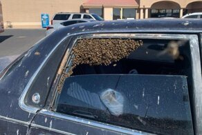 Пожарный спас автомобиль от роя пчёл на парковке супермаркета