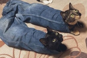 "Я кот, я так хочу": 20+ котеек, которые оказались в самых неожиданных местах