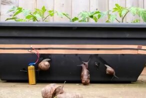 Электрический забор против улиток