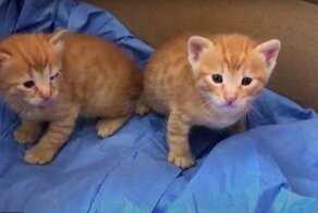 В Турции уличная кошка принесла котят в медклинику, надеясь на помощь